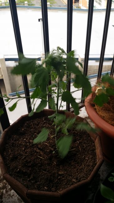 20160723_180149.jpg