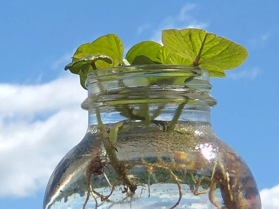 Camote &amp; Clouds by Tichaona M. Chinyelu