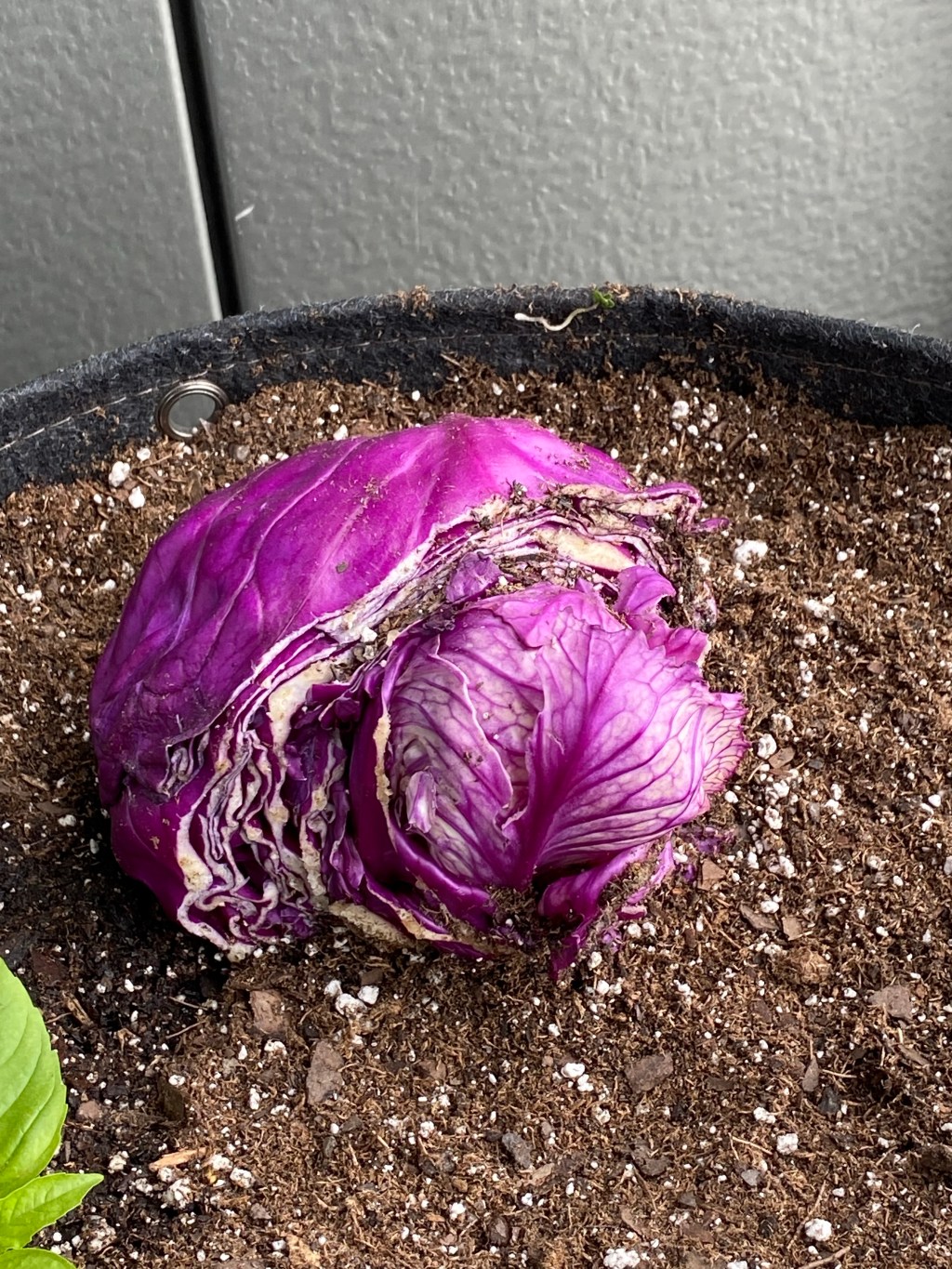 All Things Purple&nbsp;(1)